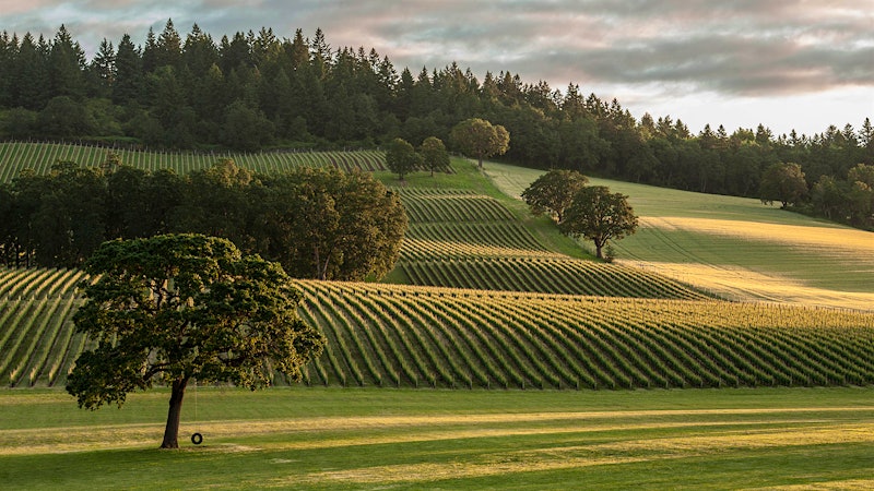 8 Vivacious Oregon Wines Up to 92 Points