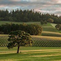 Stoller Family Estate’s 225 vineyard acres contribute to a wide range of wines, including rosé.8 Vivacious Oregon Wines Up to 92 Points