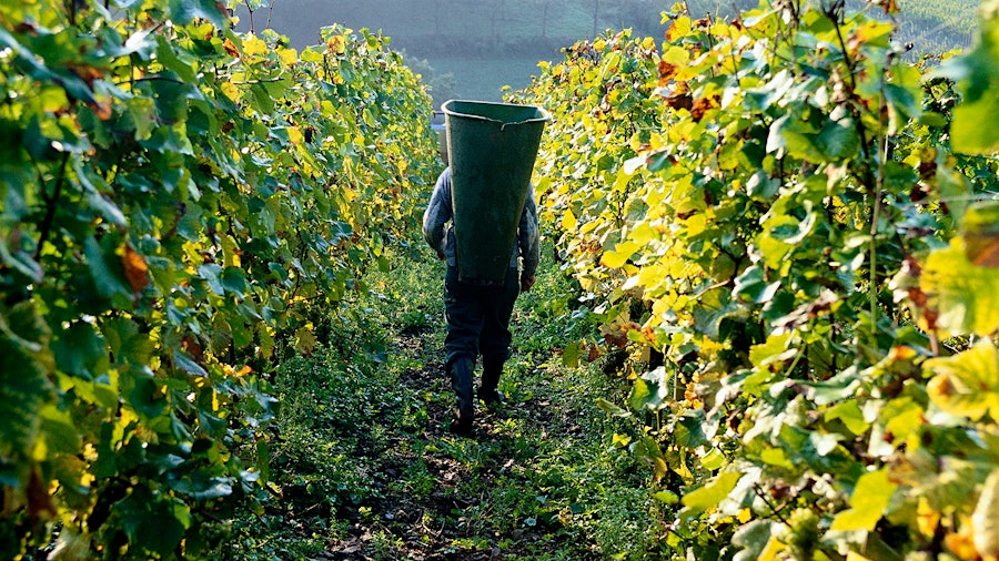 A person in a vineyard with a bucket for collecting grapes