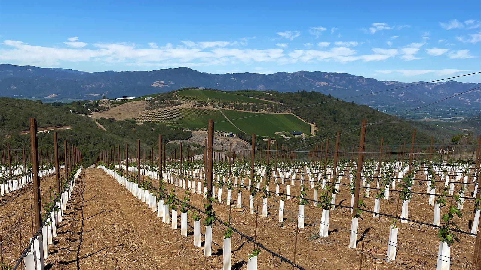 Promising 2019s and New Vines on the Horizon at Colgin Cellars