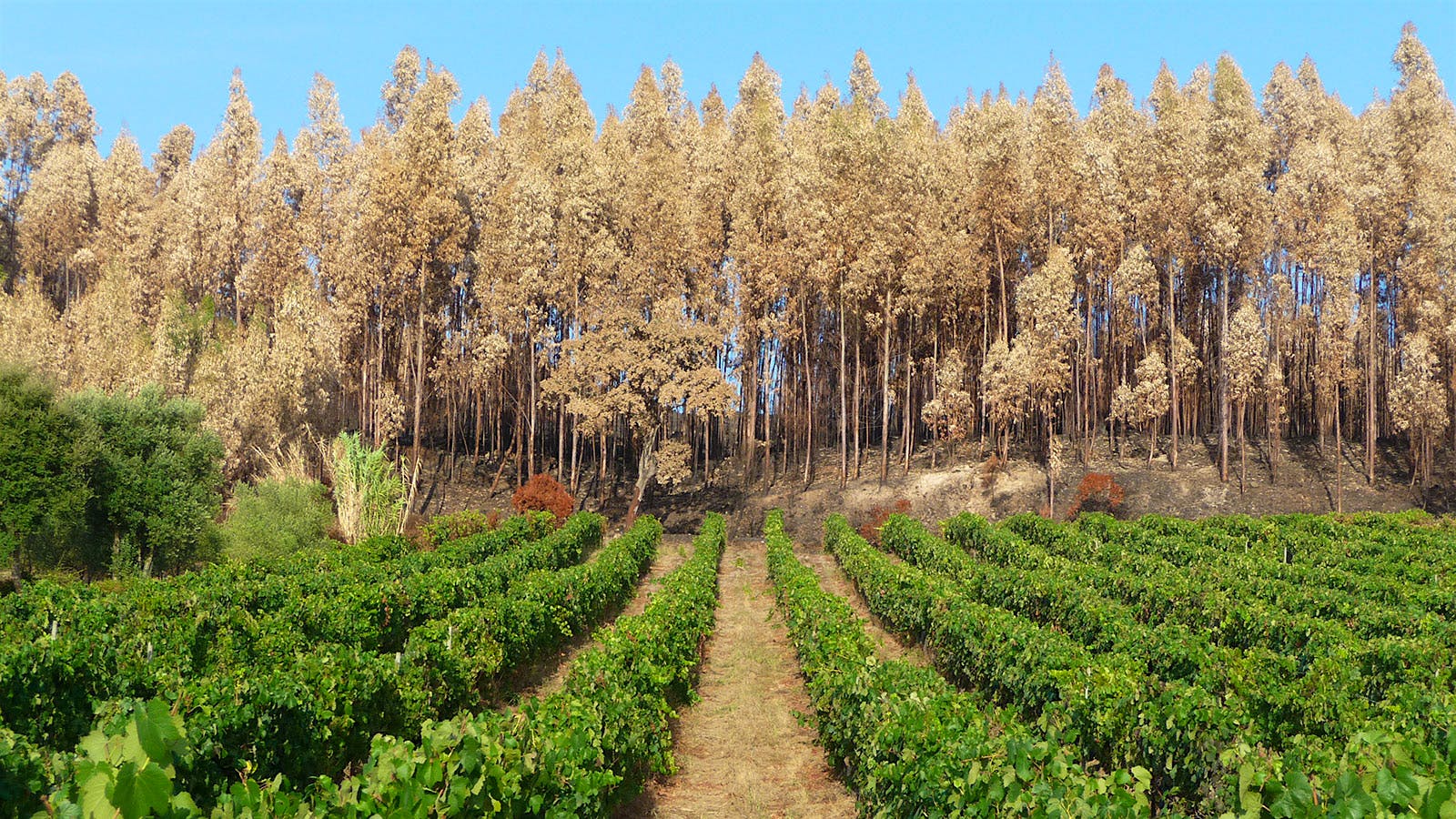 Portuguese vineyard spared from flames] 