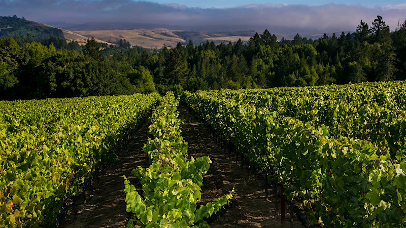 France's AXA Millésimes Buys Platt Vineyard in the Sonoma Coast Region