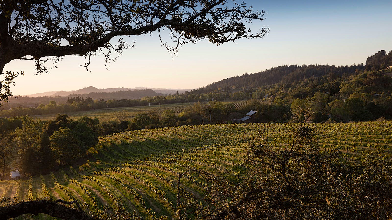 10 Exciting California Sauvignon Blancs at 90+ Points