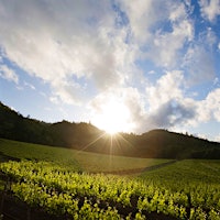 Vine Hill Ranch vineyard in California's Napa Valley.97-Point Napa Cabernet and Sauternes; Classic Syrah