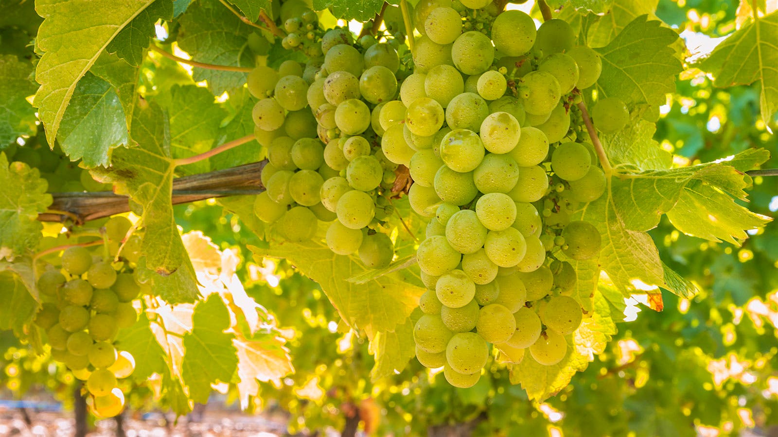 Quiz: Everything Sauvignon Blanc