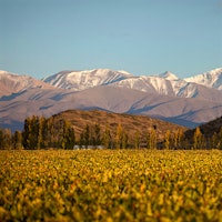 El Enemigo's vines are pressed against the foothills of the Andes mountain range in Argentina's Mendoza region.8 Tempting Argentine Values Up to 92 Points