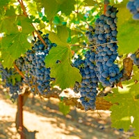 Grape bunches hanging from vines in a vineyardWhat Am I Tasting?