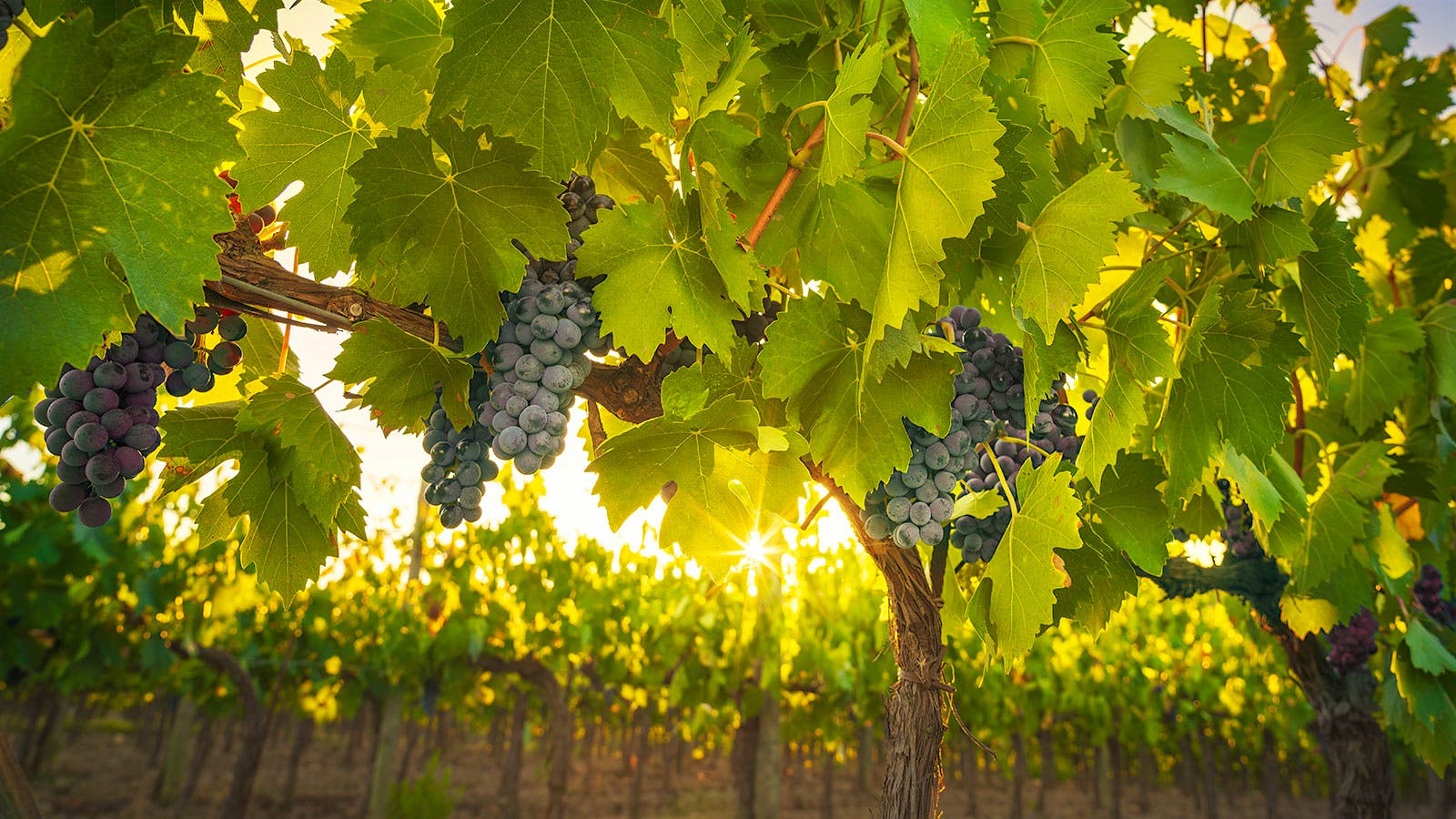 italian vineyard wallpaper