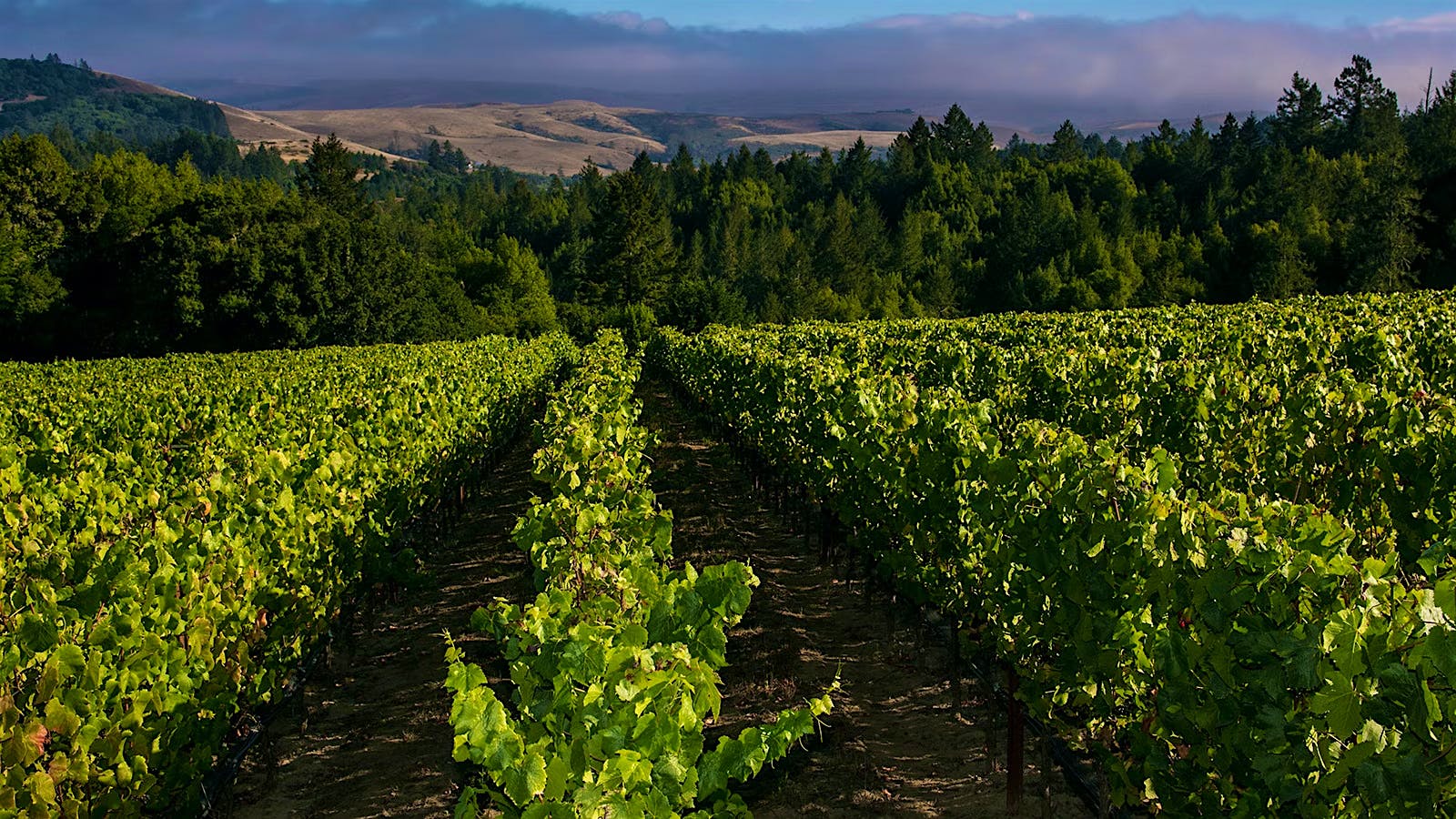 France’s AXA Millésimes Buys Sonoma Coast’s Platt Vineyard
