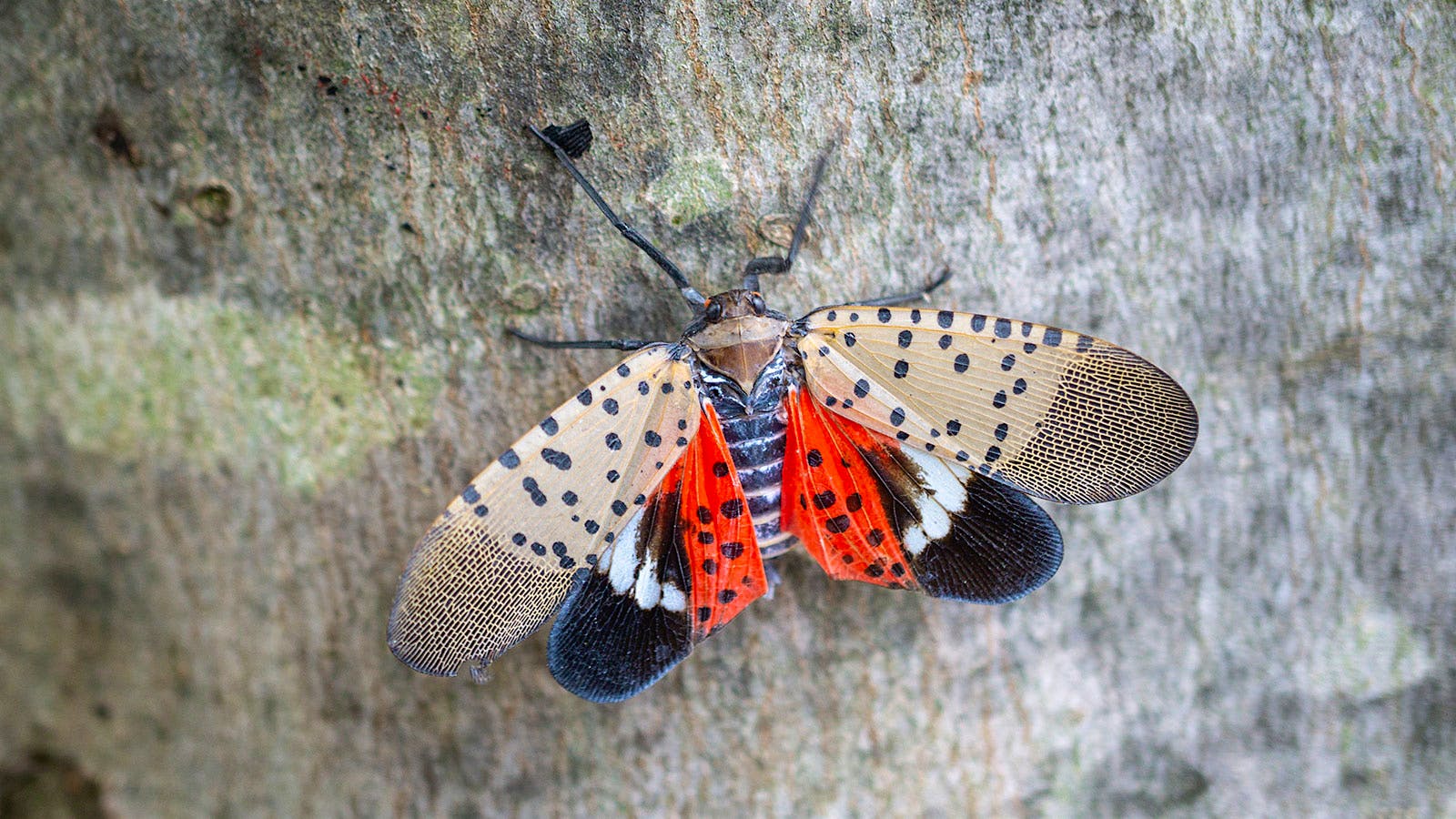 Vine-Killing Spotted Lanternfly Continues to Spread