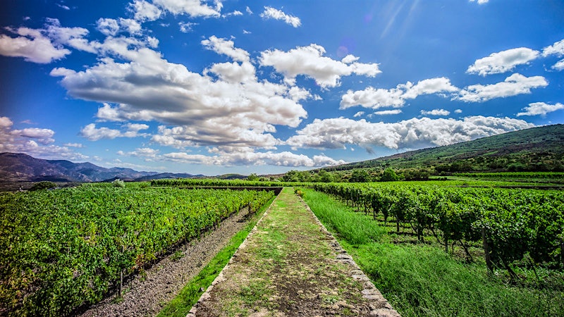 8 Enticing Sicilian Wines Up to 92 Points
