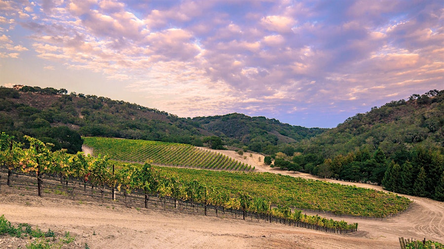 Talley Vineyards has helped bring attention to Paso Robles' San Luis Obispo Coast and its noteworthy Pinot Noirs.