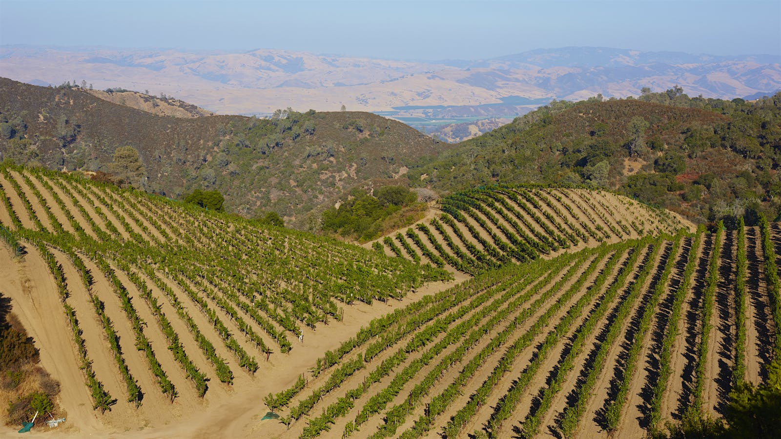 Calera's California Pinot Noir Legacy Stays Strong