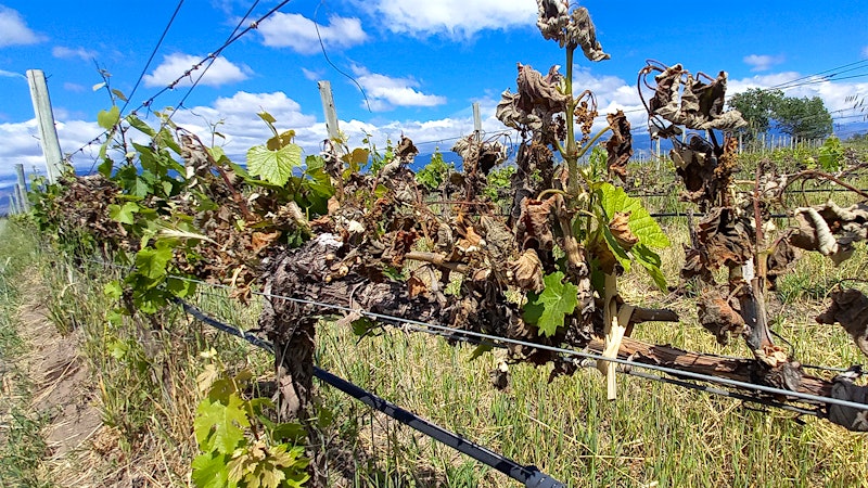 Late-Season Frost Wreaks Havoc on Argentina Vineyards