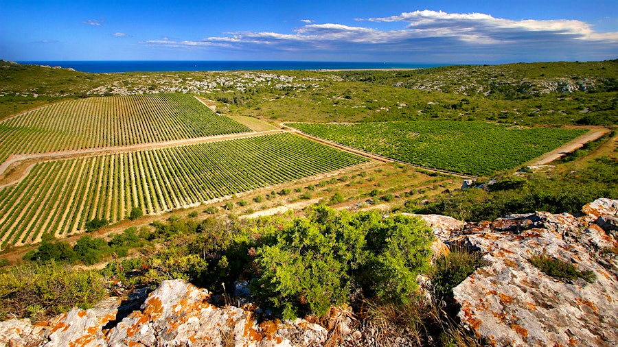 With estates throughout the region, vintner Gérard Bertrand has helped establish the global reputation for Languedoc-Roussillon and its wines.