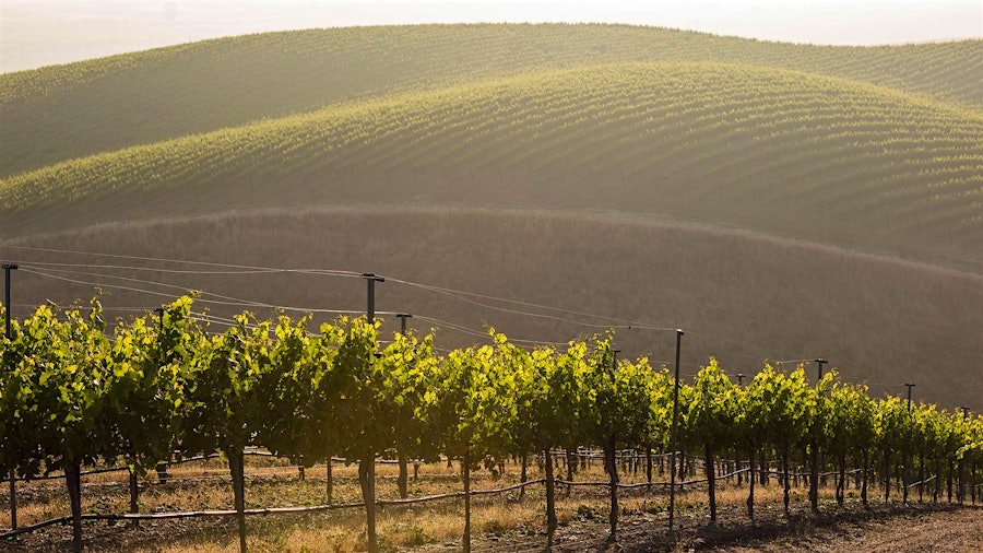 Founded in Livermore Valley in 1883, Wente Vineyards is one of California's best-known and oldest Chardonnay producers.