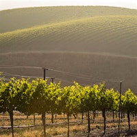 Founded in Livermore Valley in 1883, Wente Vineyards is one of California's best-known and oldest Chardonnay producers.8 Exuberant California Chardonnays