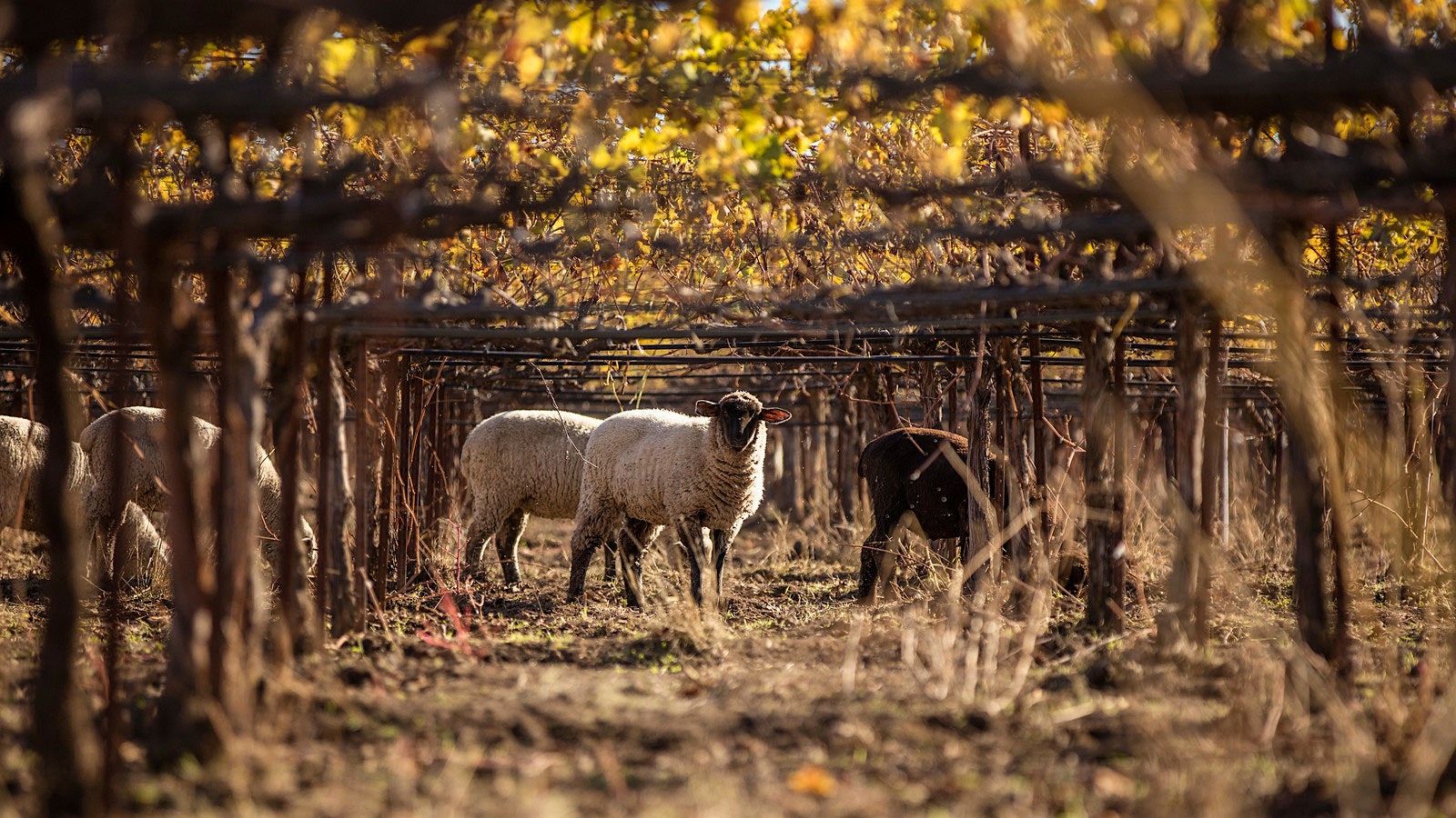  Sheep grazing amid the vines in one of Bonterra's vineyards
