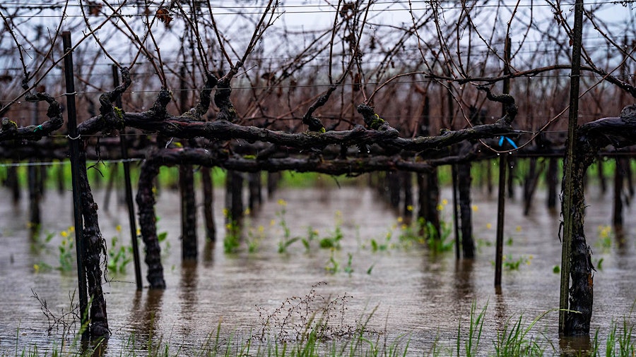 A vineyard in Sonoma was filled with water in early January. Most vines will be fine as long as they weren't submerged for too long.