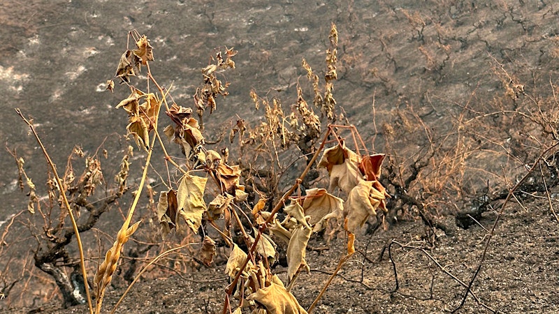More Than One Million Acres Burn in Chilean Wine Regions