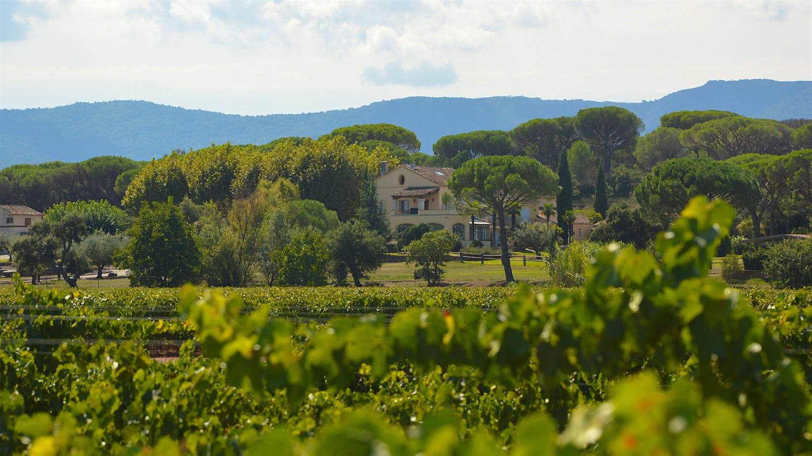 LVMH Decides One Top Provençal Rosé Brand Is Not Enough, Buys Into Château Minuty