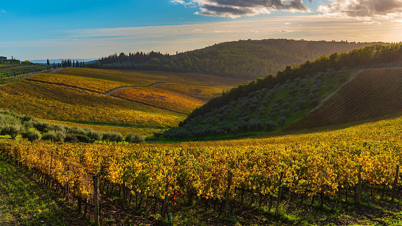 Quiz: The World of Sangiovese