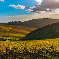 Vineyards in Tuscany, ItalyThe World of Sangiovese