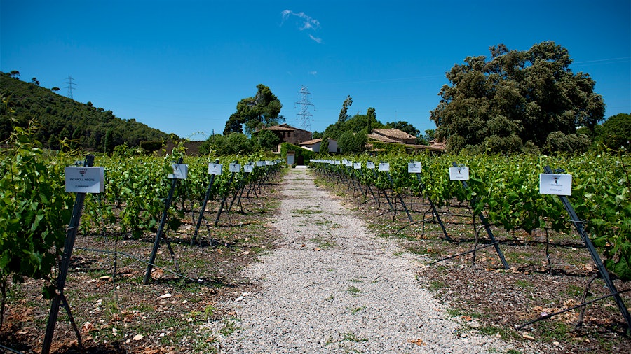 In the experimental Mas Rabell de Fontenach vineyard, the Torres family is cultivating numerous ancestral grape varieties to see which have the most potential.
