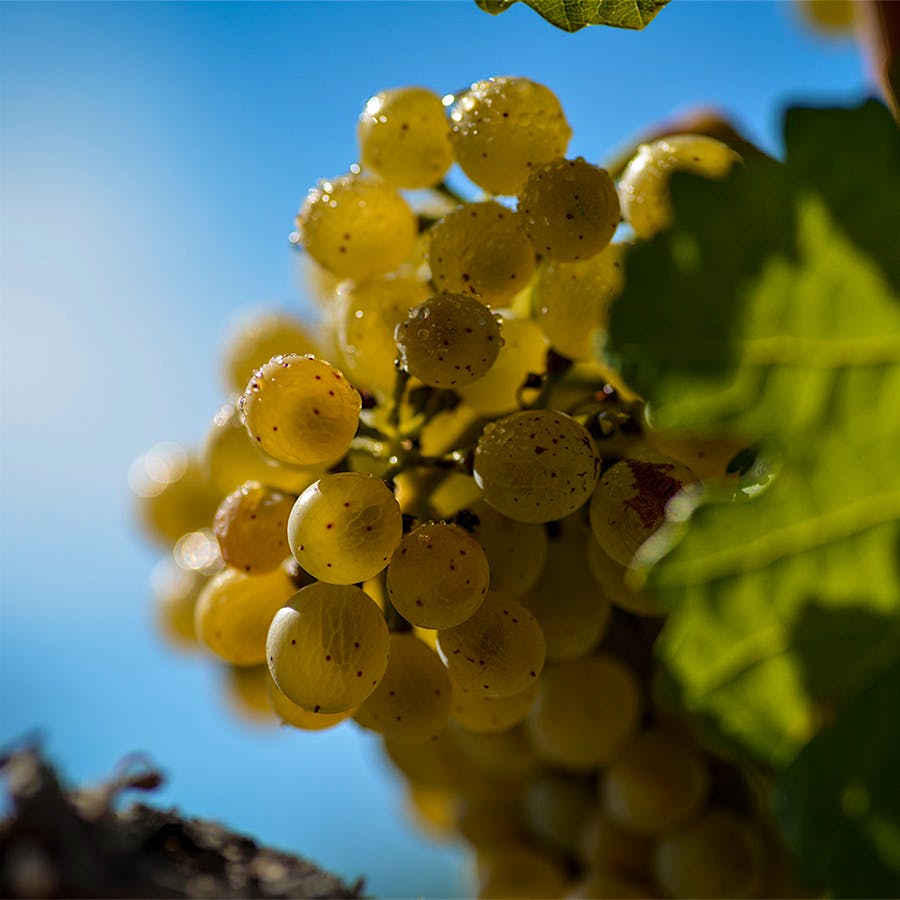 In the experimental Mas Rabell de Fontenach vineyard, the Torres family is cultivating numerous ancestral grape varieties to see which have the most potential.