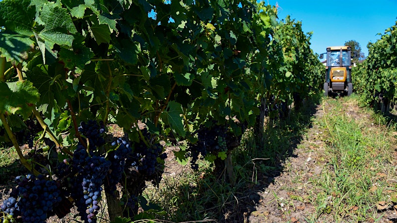 Desperate Bordeaux Grapegrowers Get Aid to Pull Up Vines