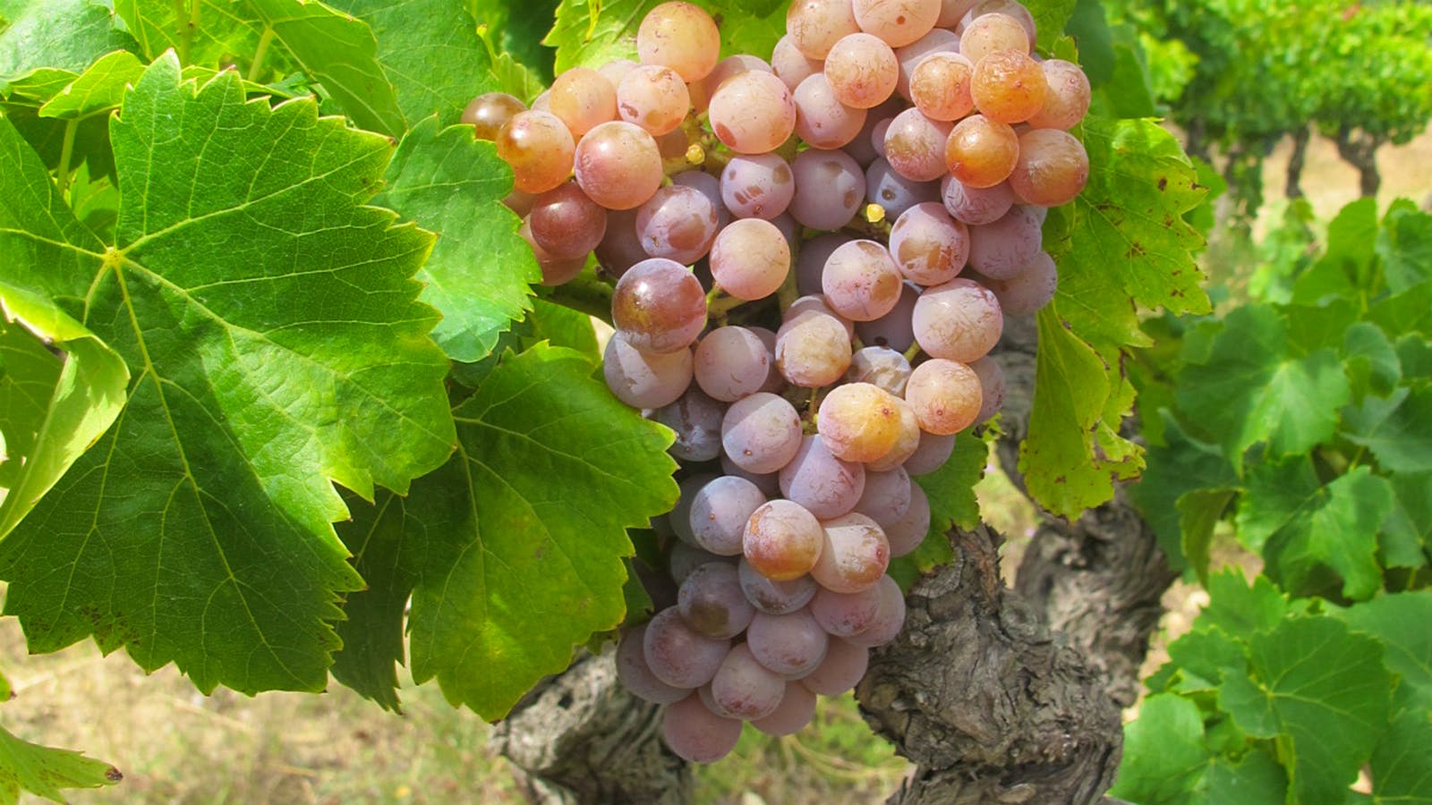 Grenache Gris bunch] 
