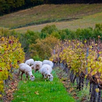 Sheep in a vineyardWine and Sustainability