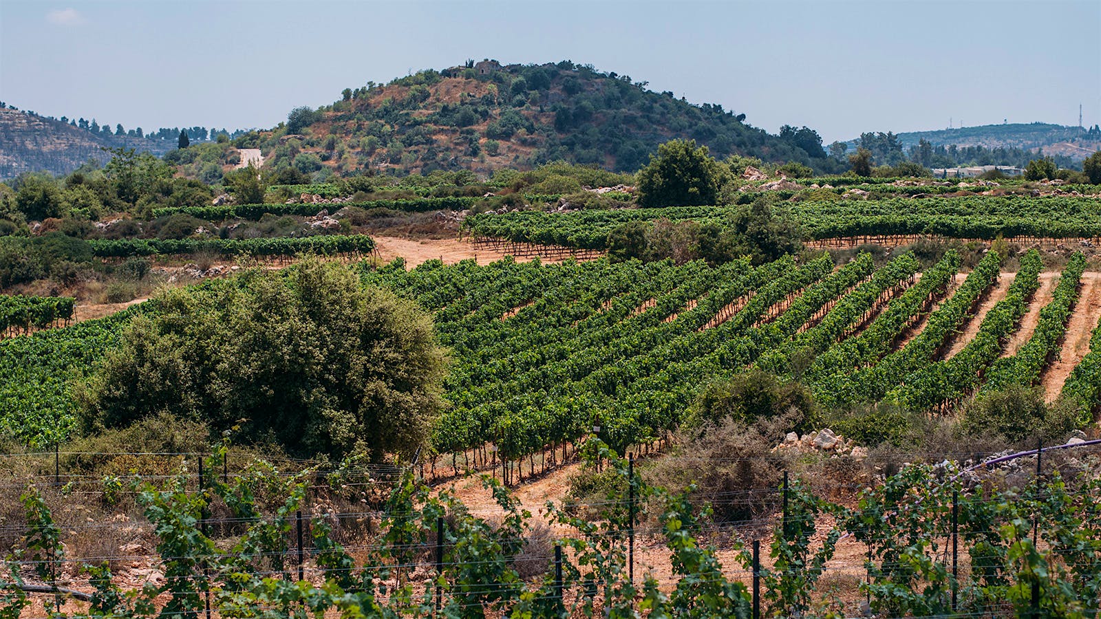 16 Delicious Israeli Wines Up to 91 Points