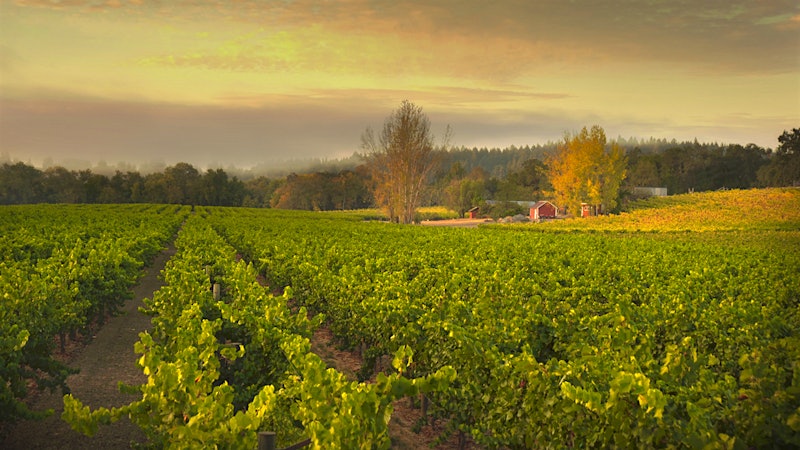 8 Exciting Northern California Chardonnays Up to 92 Points