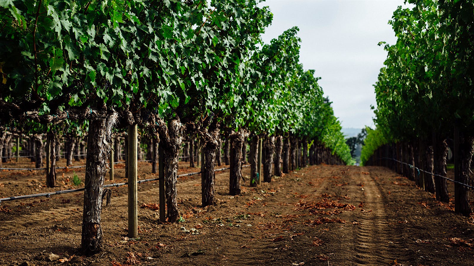 Abreu's vines in Napa Valley, California