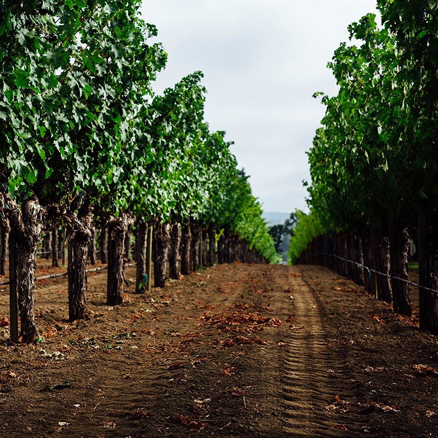 Abreu's vines in Napa Valley, California