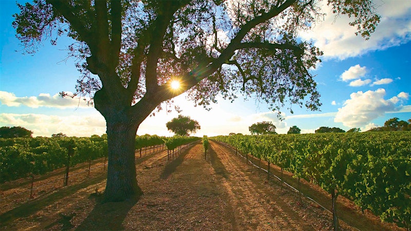 8 Outstanding Wines to Explore California's Central Coast