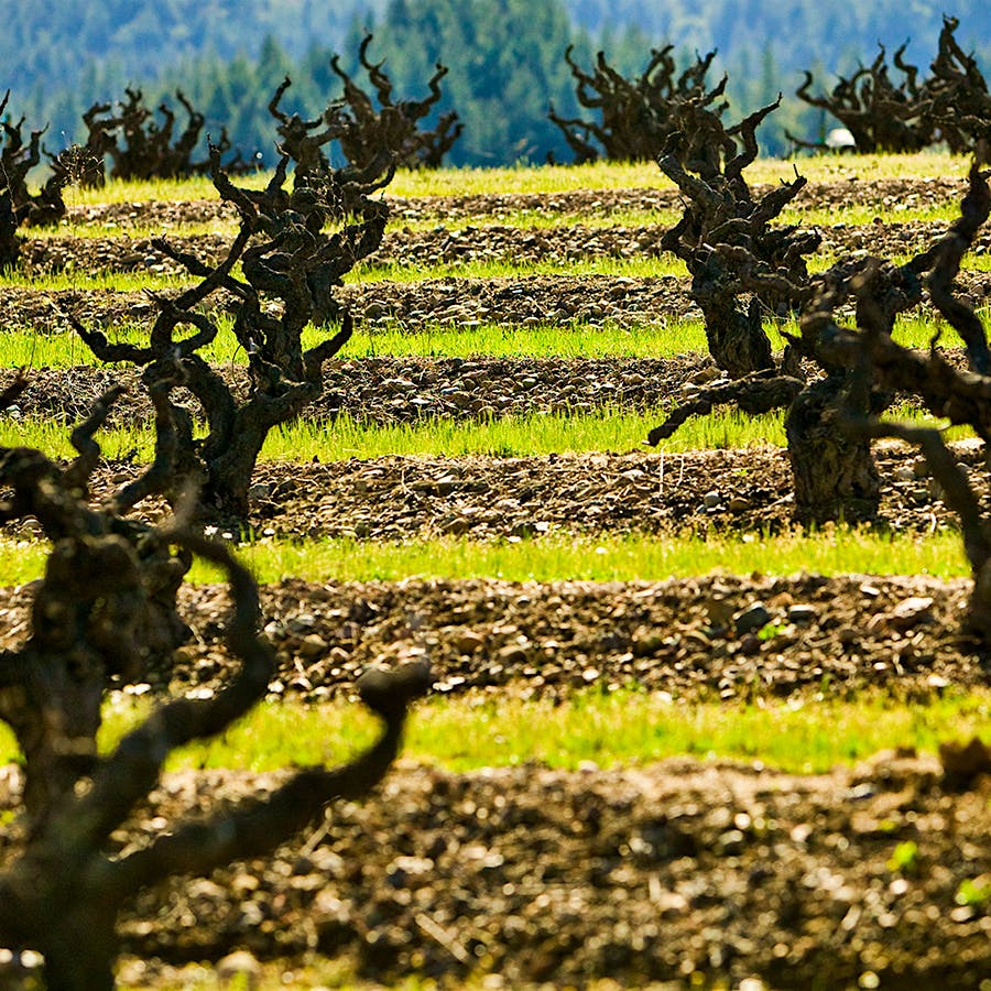 Seghesio Family Vineyards has been farming Zinfandel in Sonoma for more than 125 years.