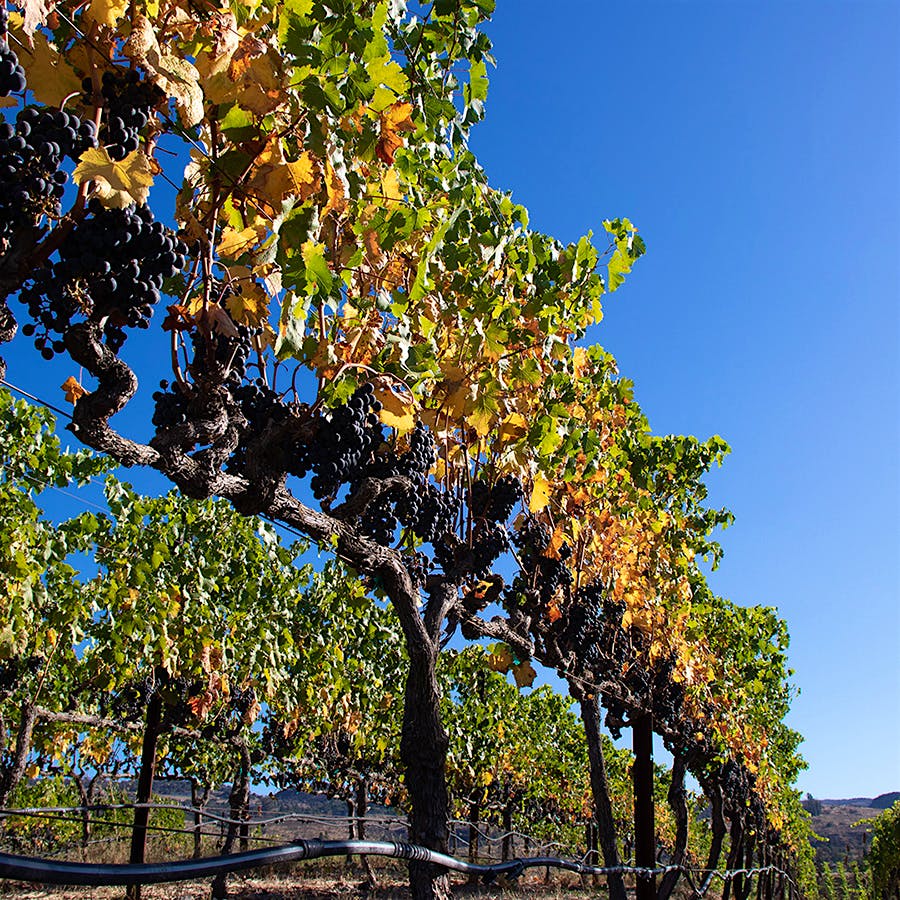 Grape bunches on a vine