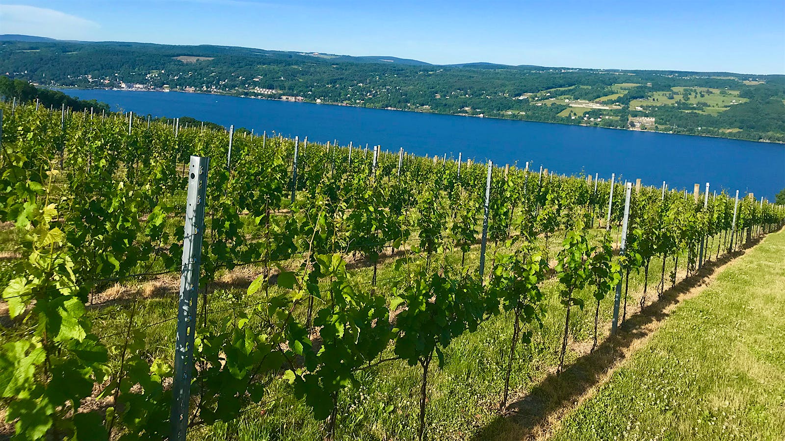 8 Charming Finger Lakes Rieslings for $35 or Less