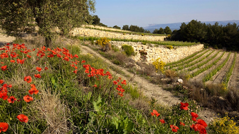 Enjoy the Warm Weather with These 8 Delicious French Rosés