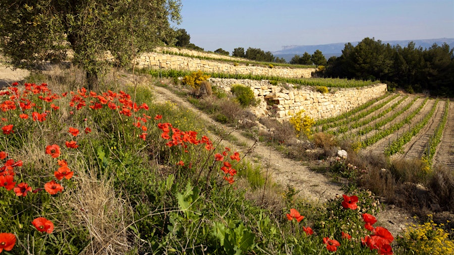 Established in 1961, Provence's Domaines Bunan offers a range of impressive wines, including rich rosé.