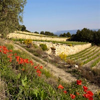Established in 1961, Provence's Domaines Bunan offers a range of impressive wines, including rich rosé.Enjoy the Warm Weather with These 8 Delicious French Rosés