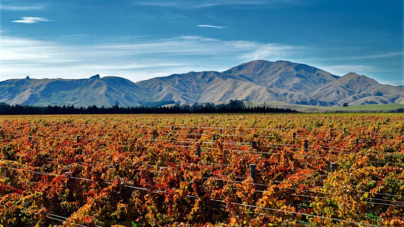 8 Fresh New Zealand Wines at 90+ Points