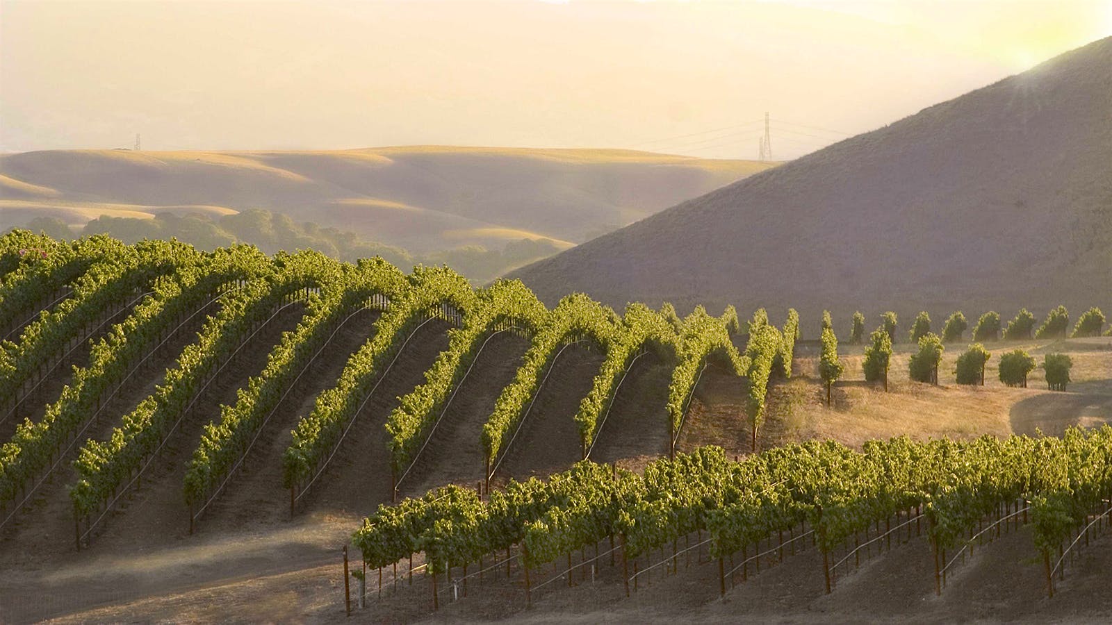 8 Outstanding 2021 California Pinot Noirs