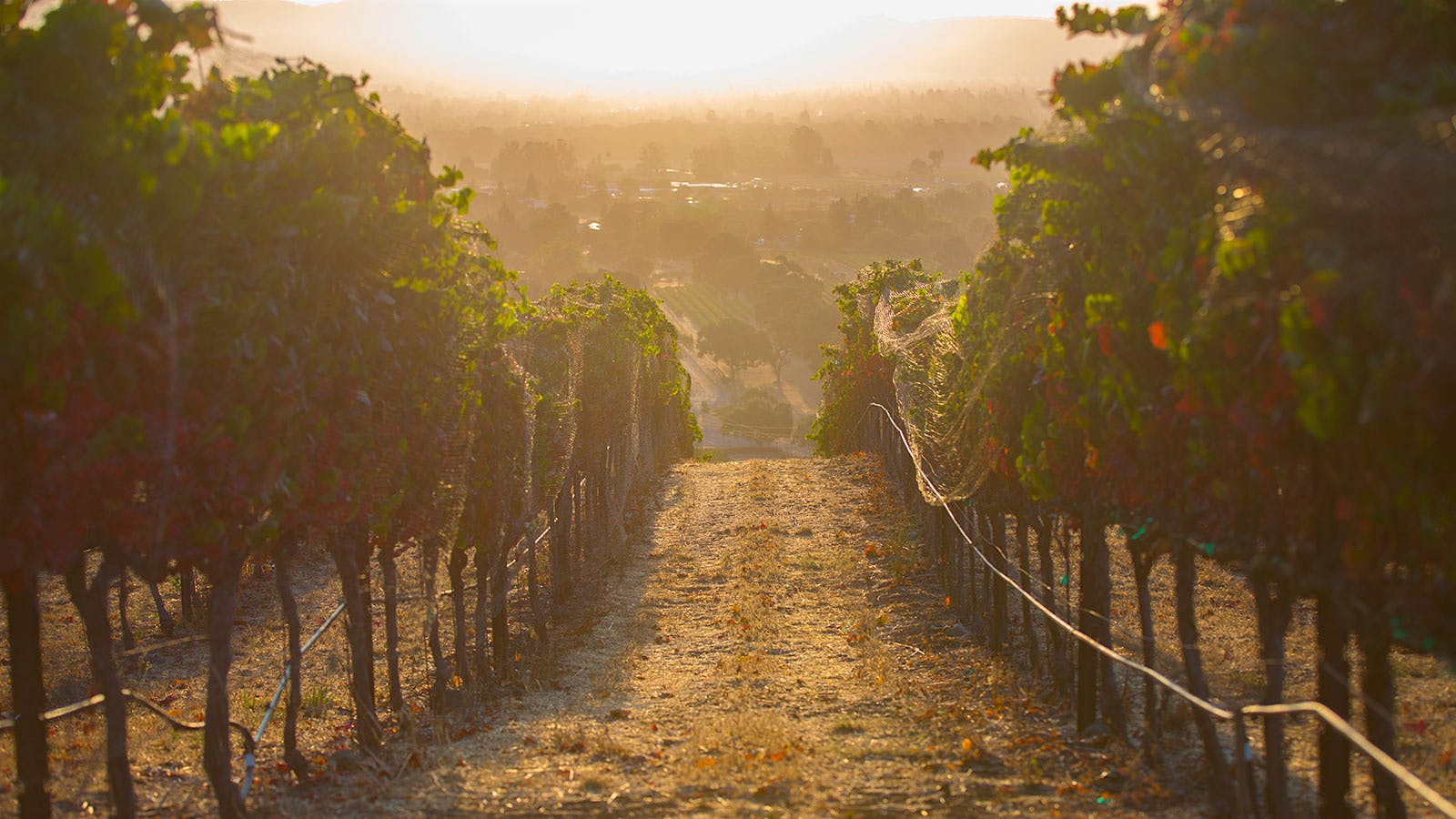 Rows of Chardonnay vines in Durell Vineyard in California's Carneros AVA.