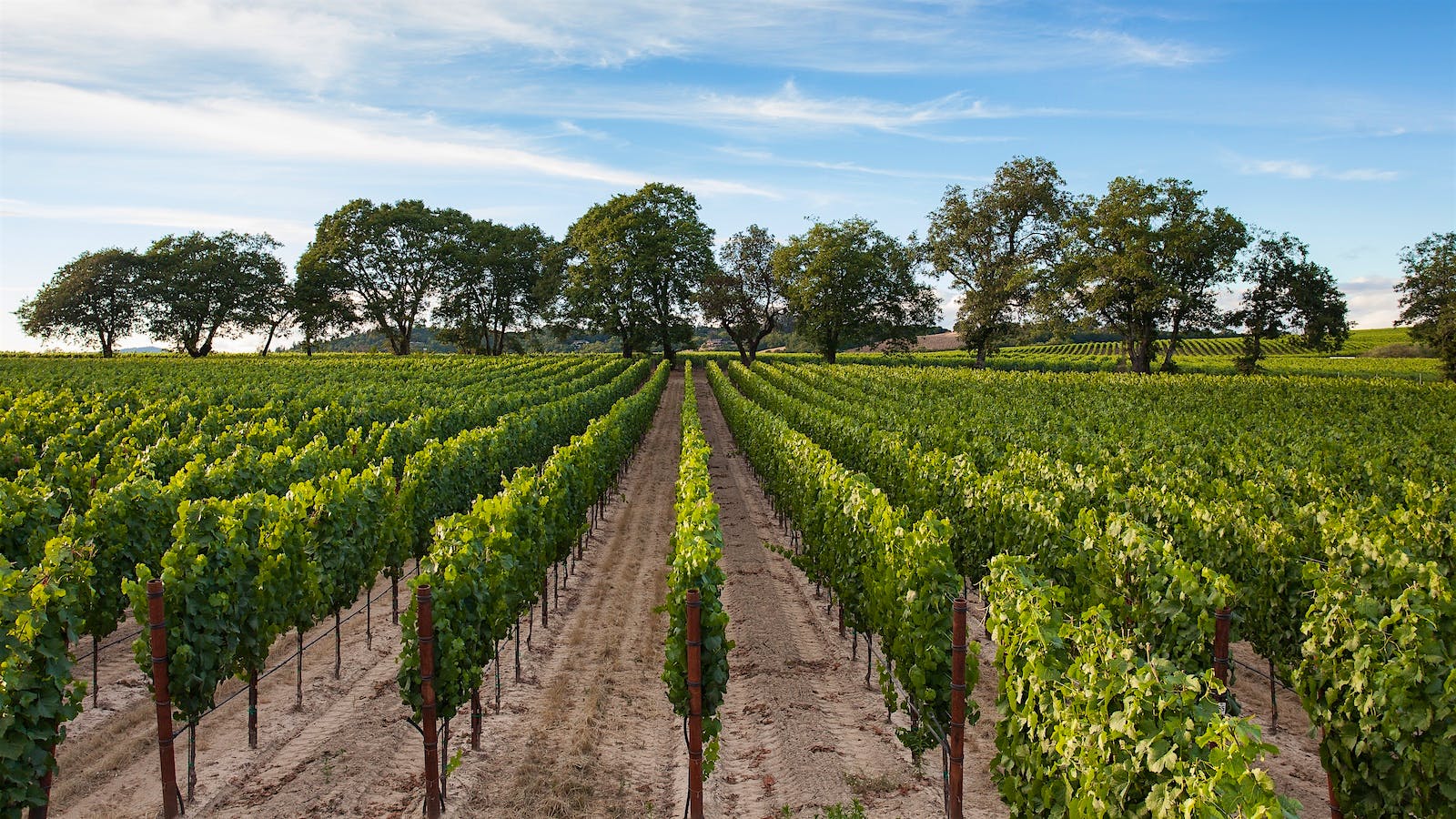 Mark Aubert planted the CIX vineyard with Ulises Valdez in 2008.