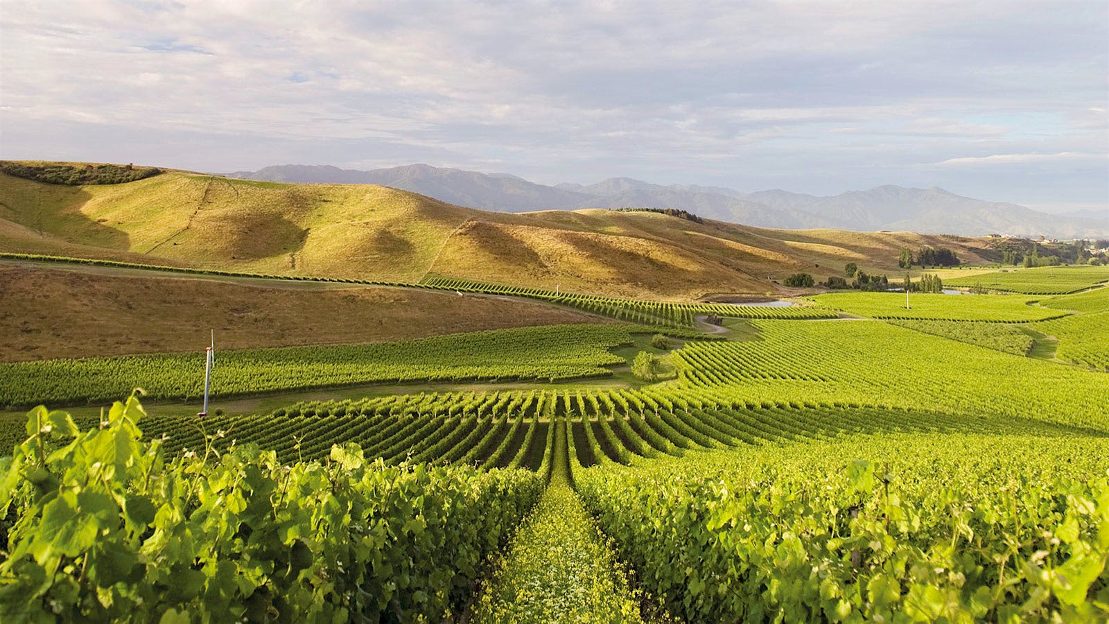 Tasting Highlights: 11 Dazzling New Zealand Wines Up to 93 Points