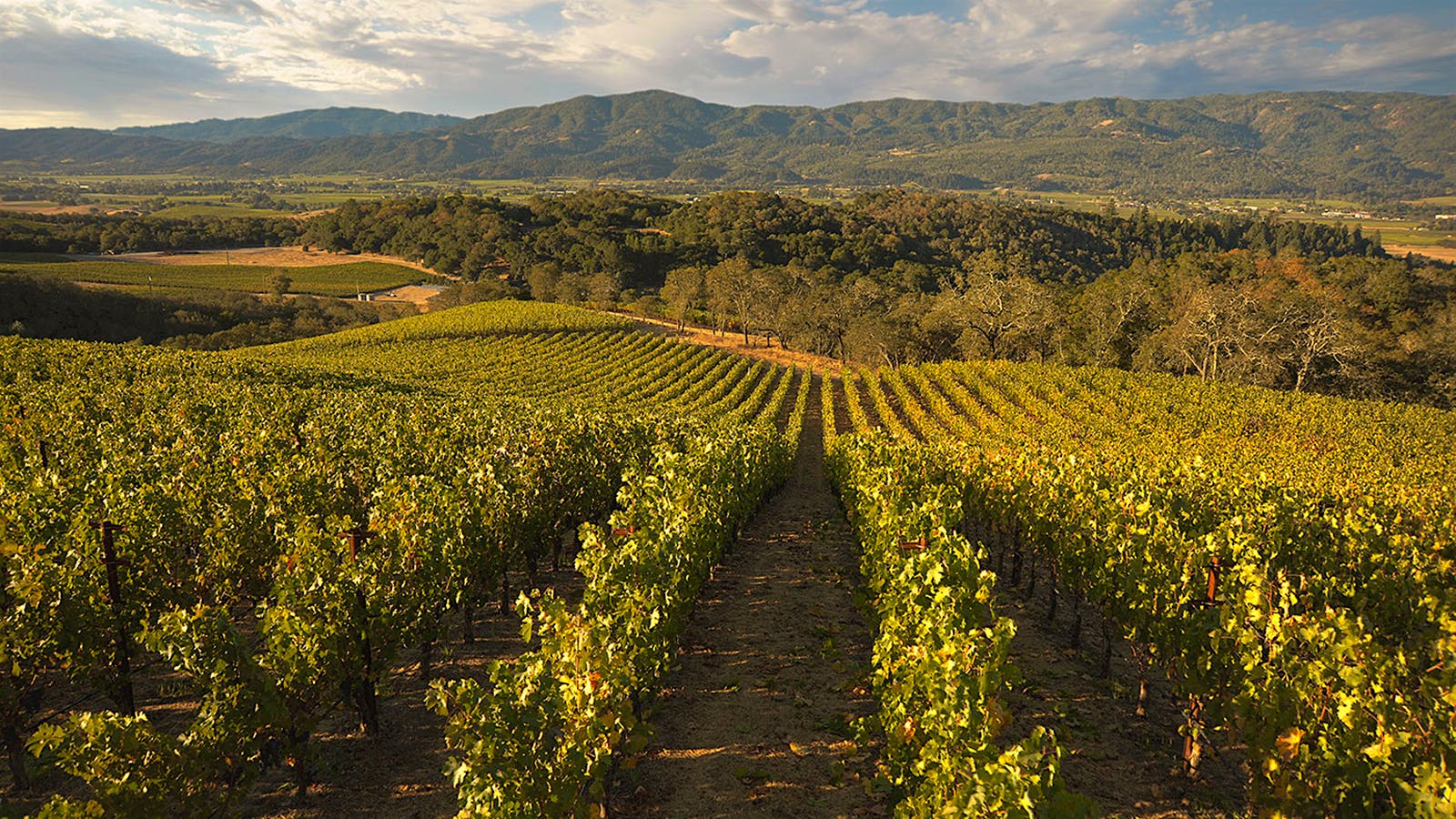 Merryvale's Profile Estate vineyard stretches across three ridge lines, affording it multiple exposures.