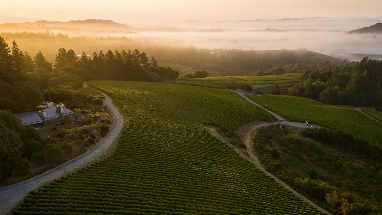 Occidental's Bodega Headlands vineyard in California's new West Sonoma Coast AVA